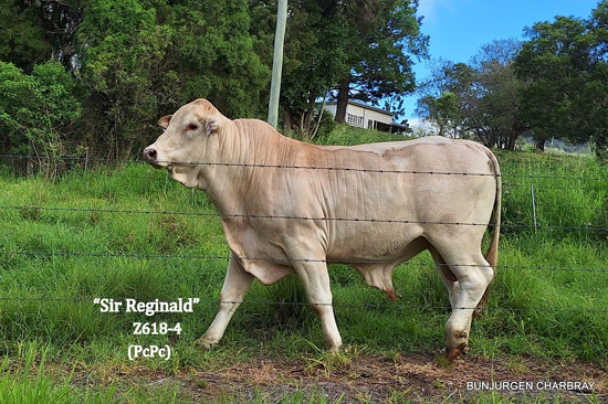 Charbray bulls Charbray Cattle