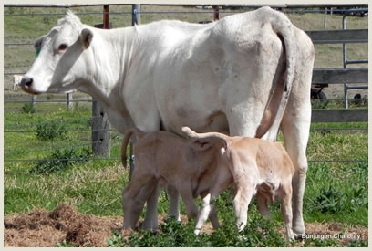 Charbray cow and twins Charbray cattle twins